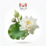 white Lotus (2)