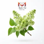 یاس بنفش سبز