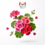 شمعدانی عطری