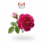 گل سرخ ترکی