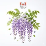 ویستریا (گلیسین)