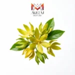 ایلانگ ایلانگ